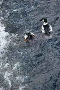 Yellow Stone Prints: A pair of Common Goldeneyes (Bucephala clangula) feeding / diving in the Upper Yellowstone River