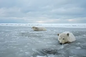 Wading Prints: A pair of curious polar bear (Ursus maritimus) cubs walk in shallow slushy waters of newly formed pack ice