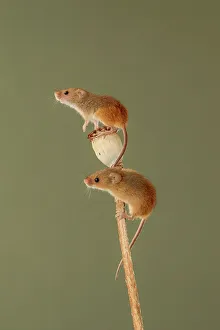 Seed Prints: Pair of Eurasian harvest mouse (Micromys minutus) on Poppy seed head