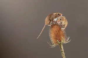 Pair of Eurasian harvest mouse (Micromys minutus) on teazel