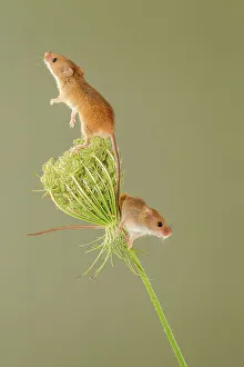 Pair of Eurasian harvest mouse (Micromys minutus) on Wild carrot (Daucus carota)