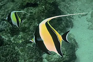 Natural Preserve Prints: Pair of halter fish (Zanclus cornutus)