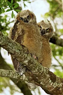 Two Animals Prints: Pair Of Large Great Horned Owlets (Bubo Virginianus) On Branch Just Days Prior To Fledging