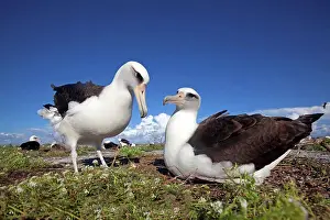 Descriptions Prints: Pair of Laysan Albatross nesting Eastern Island
