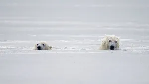 Environmental Issue Prints: A pair of polar bear cubs (Ursus maritimus) swim through slushy waters during the Fall freeze up