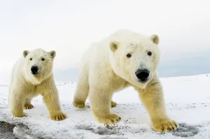 Carnivores Prints: Pair of Polar bear (Ursus maritimus) curious cubs on a barrier island