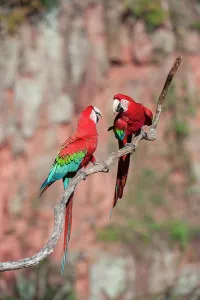 Perch Prints: A pair of Red-and-Green Macaws or Green-winged Macaws (Ara chloropterus) (Family Psittacidae) preening / interacting