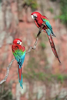 Perch Prints: A pair of Red-and-Green Macaws or Green-winged Macaws (Ara chloropterus) (Family Psittacidae) preening / interacting