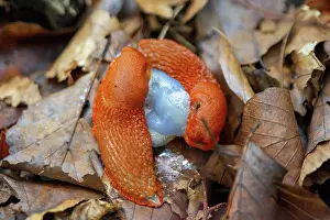 Warme Prints: Pairing, red snail, fertilization