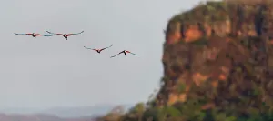 Superstock Prints: Two Pairs of Red-and-Green Macaws or Green-winged Macaws (Ara chloropterus) (Family Psittacidae)