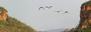 Nick Garbutt Prints: Two Pairs of Red-and-Green Macaws or Green-winged Macaws (Ara chloropterus) (Family Psittacidae)