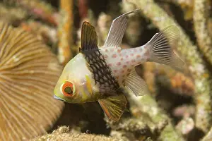 Pajama Prints: Pajama Cardinalfish Sphaeramia nematoptera Lembeh Straits Indonesia