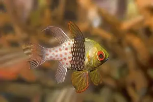 Pajama Prints: Pajama Cardinalfish Sphaeramia nematoptera Lembeh Straits Indonesia