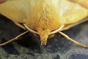 Butterfly Prints: Pale yellow jewel moth (Crocallis elinguaria), Germany, Europe