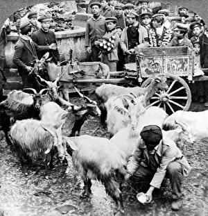 Large Group Of People Prints: Palermo, Sicily, Italy: 1906 Goats being milked while you wait in a crowded market place