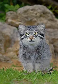 Front Views Prints: Pallas cat (Felis manul) adult cat sitting, summer coat