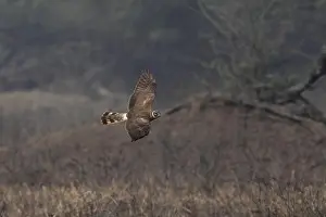 Hunt Prints: Pallid Harrier (Circus macrourus) adult female