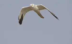 Flight Prints: Pallid Harrier (Circus macrourus) adult male, in flight, India, february