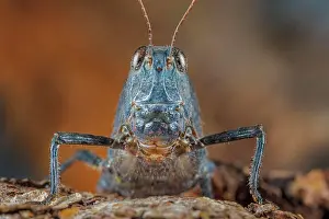 Ontario Prints: Pallid-winged Grasshopper (Trimerotropis pallidipennis)