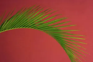 Natural Pattern Prints: Palm frond against a red background, Puerto Rico Puerto Rico