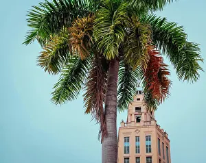 Miami Prints: palm tree in the city building downtown coral gables