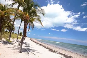 Calmness Prints: Palm trees at the beach under blue sky, Crandon Park, Key Biscayne, Miami, Florida, USA