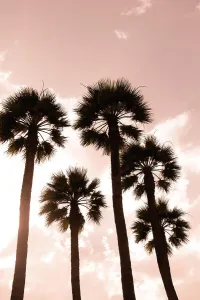 Sepia Prints: Palm trees. Luxor, Egypt