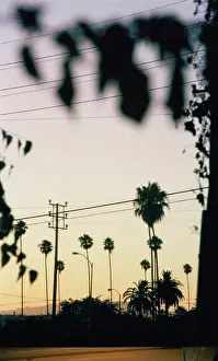 Electricity Prints: Palm trees and power lines at sunset