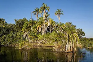 Body Of Water Prints: Palm trees by the river, Okavango Delta, North-West District, Botswana, Africa