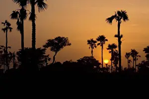 Sunsets Prints: Palm trees silhouetted at sunset, Banfora, Comoe Province, Burkina Faso
