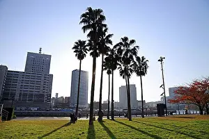 Tokyo Prints: Palm trees at Unga Park in Minato Mirai 21 Yokohama Japan Asia