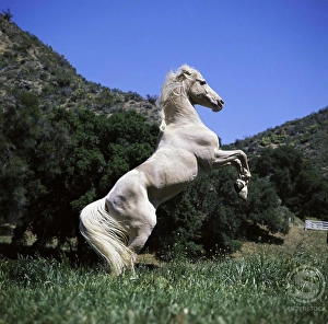 A Palomino Horse standing on its hind legs