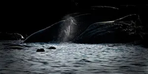 Seas Prints: Panorama image of walrus, Nunavut and Northwest Territories, Canada, North America