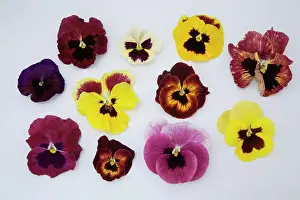 Violet Prints: Pansies flower petals, close-up
