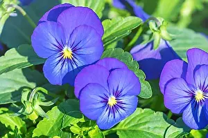 Exterior Photographs Prints: Pansy Flower Close Up, Blue Pansy in Garden