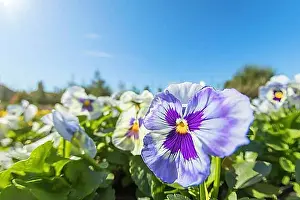 Rosy Prints: Pansy Flower Close Up, Purple Pink Pansy in Garden