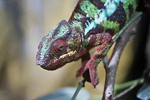 Northern Germany Prints: Panther chameleon (Furcifer pardalis), Botanica, Bremen, Germany, Europe