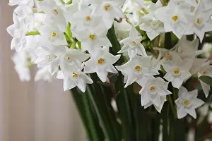 Mothers Day Prints: Paperwhite Narcissus, Narcissus papyraceus. Multiple stems displayed together indoors