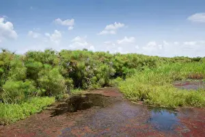 East Africa Prints: Papyrus Sedge (Cyperus papyrus) swamp habitat, Uganda, June
