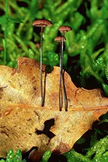Matter Prints: Parachute Mushroom growing on a leaf of Oak Pyrenees Spain