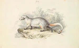 Smooth Prints: Paradoxurus Dubius, Charles Hamilton Smith