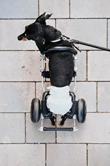 Disability Prints: From above paralyzed handicapped Dachshund dog with wheelchair walking on street