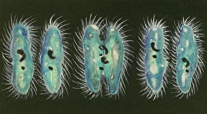 Separation Prints: Paramecium reproduction, drawing