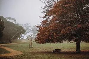 Lush Foliage Prints: Park bench with colorful leaves and trees during Autumn season
