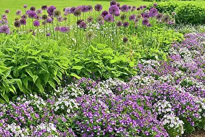 Fragrance Prints: Park of Gardens garden show, Giant Onion (Allium giganteum)