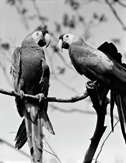 Face To Face Prints: Two Parrots on branch