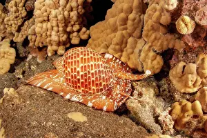 Prey Prints: A partridge tun shell (Tonna perdix) moving about the reef at night; Hawaii