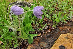 Diverse Prints: Pasque Flower - Anemone patens, Glacier National Park (Many Glacier Unit), Montana, USA