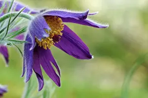 Blooms Prints: Pasqueflower (Pulsatilla vulgaris) close-up of flower, Oxfordshire, England