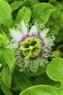 Porto Prints: Passion flower or granadilla with green leaves close up background